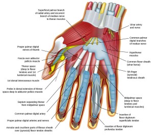 hand-anatomy