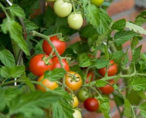 tomato-plant